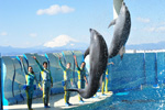 ショースタジアム